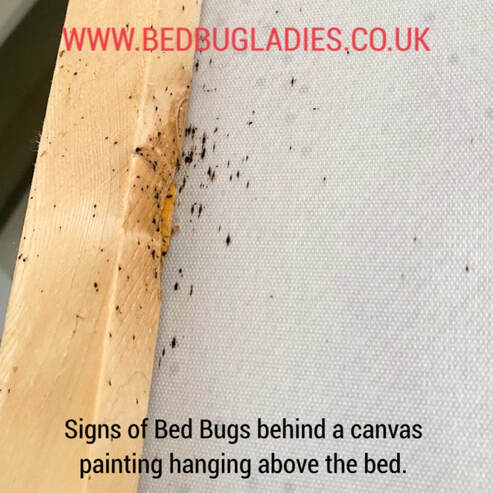 Signs of Bed Bugs Behind a Canvas Painting Hanging Above the Bed.