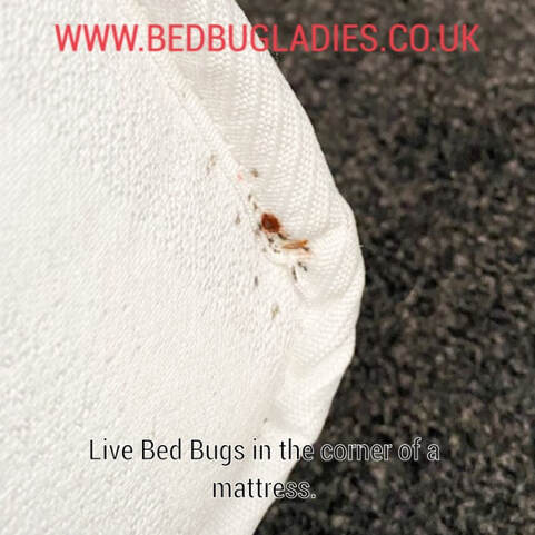 Bed Bugs on corner of mattress
