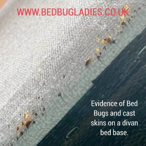 Bed Bugs on Divan Bed