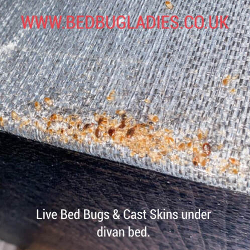 Live Bed Bugs and Cast Skins Under Divan Bed.