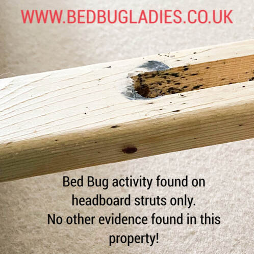 Hidden Bed Bugs in headboard