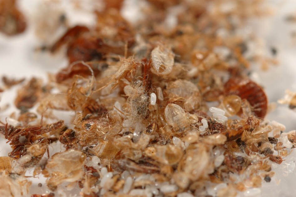 bed bug exterminators London cast bed bug skins